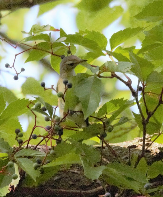 Sängervireo - ML364835601