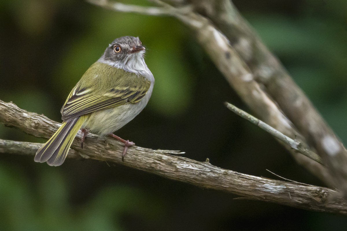 Pearly-vented Tody-Tyrant - ML364836721