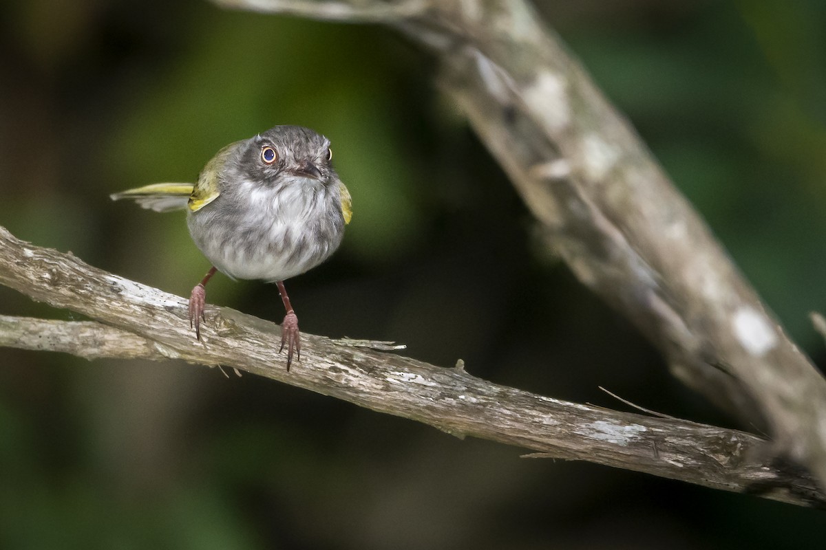 Pearly-vented Tody-Tyrant - ML364836751