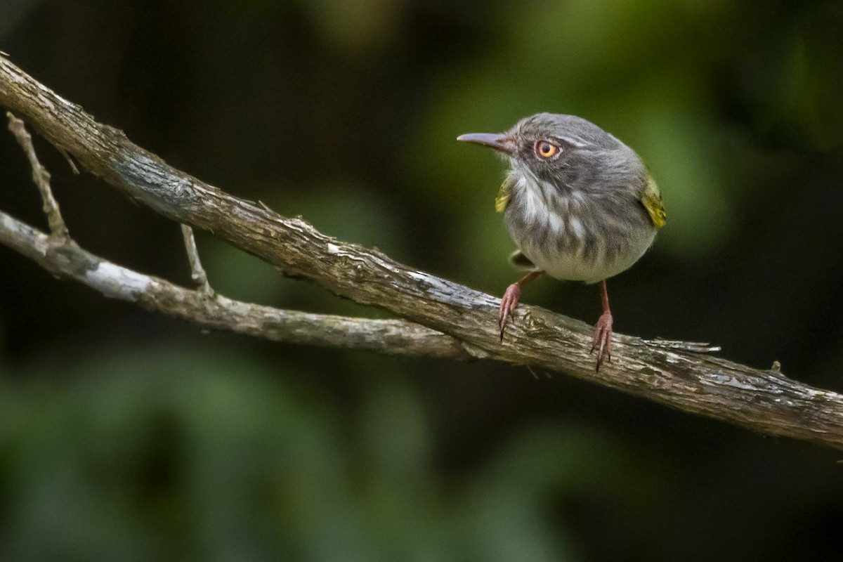 Pearly-vented Tody-Tyrant - ML364836761