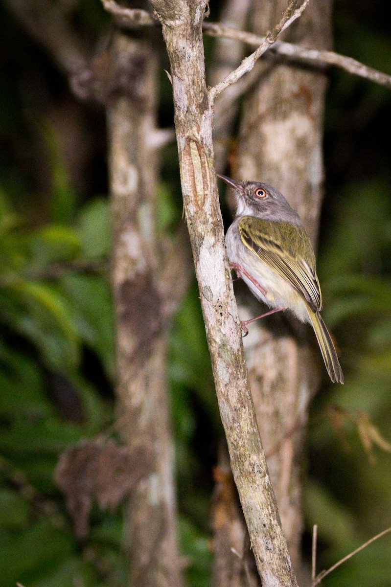 Pearly-vented Tody-Tyrant - ML364836781