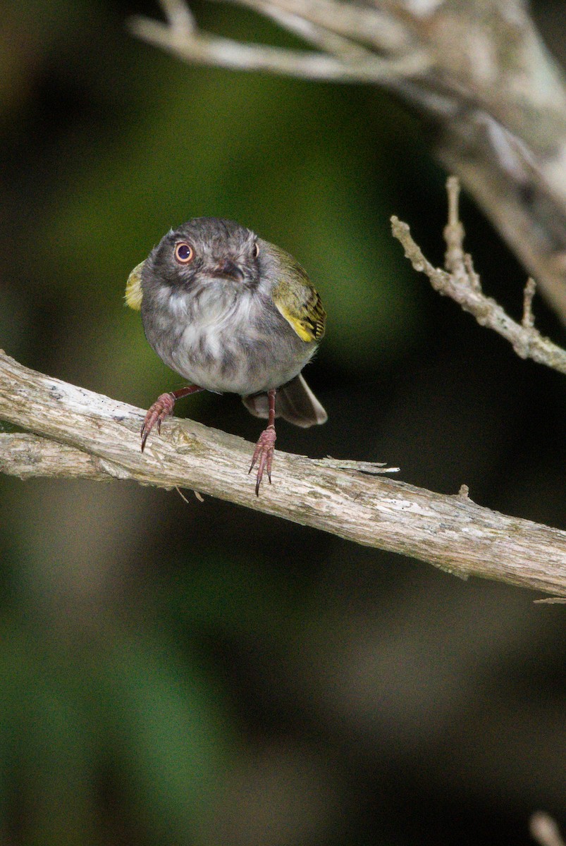 Pearly-vented Tody-Tyrant - ML364836801