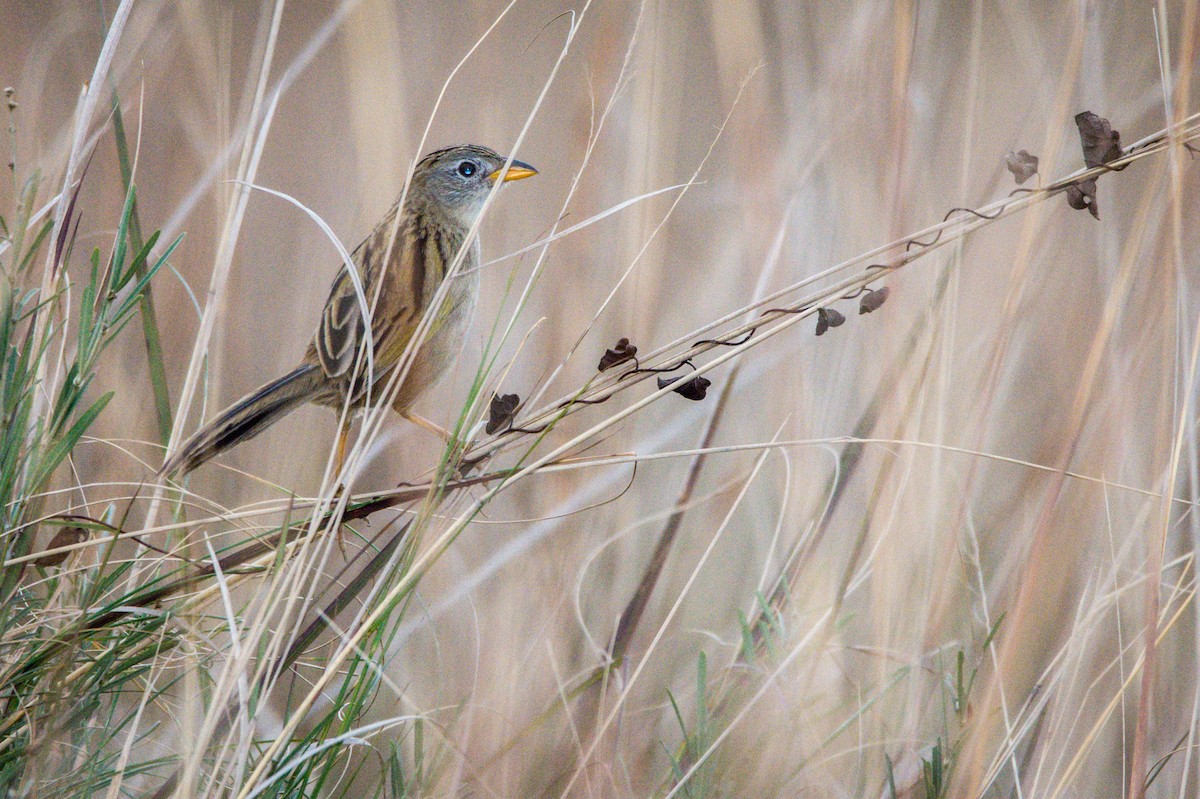 Wedge-tailed Grass-Finch - ML364836891