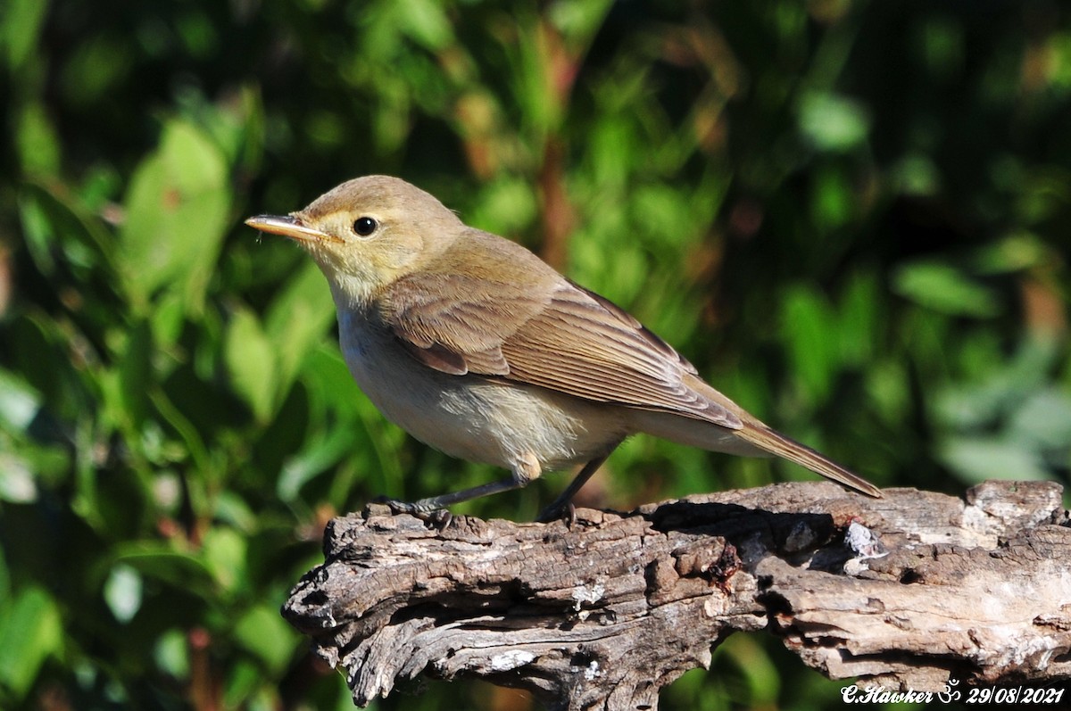 Melodious Warbler - ML364837431