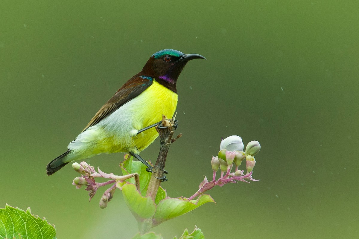 Purple-rumped Sunbird - Chidananda Urs