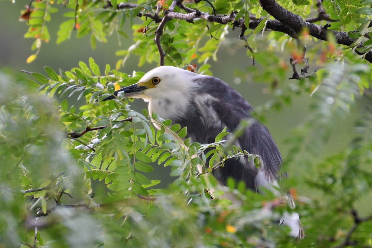 Little Blue Heron x Snowy Egret (hybrid) - ML364838161