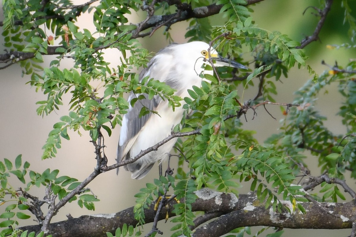 Little Blue Heron x Snowy Egret (hybrid) - ML364838431