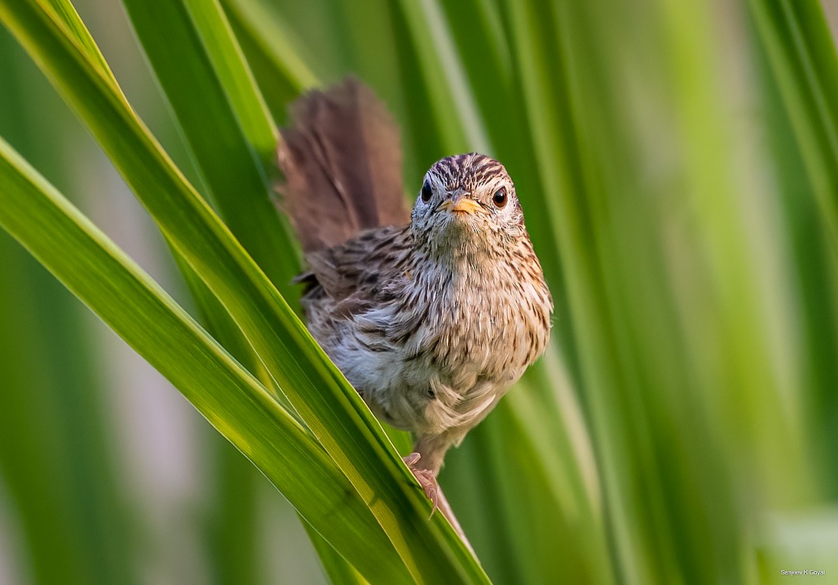 Prinia de Burnes - ML364839151