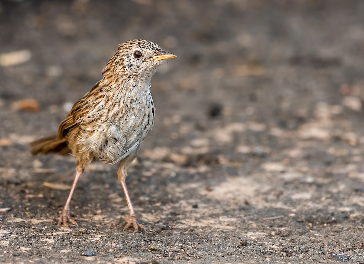 Rufous-vented Grass Babbler - Sanjeev Goyal