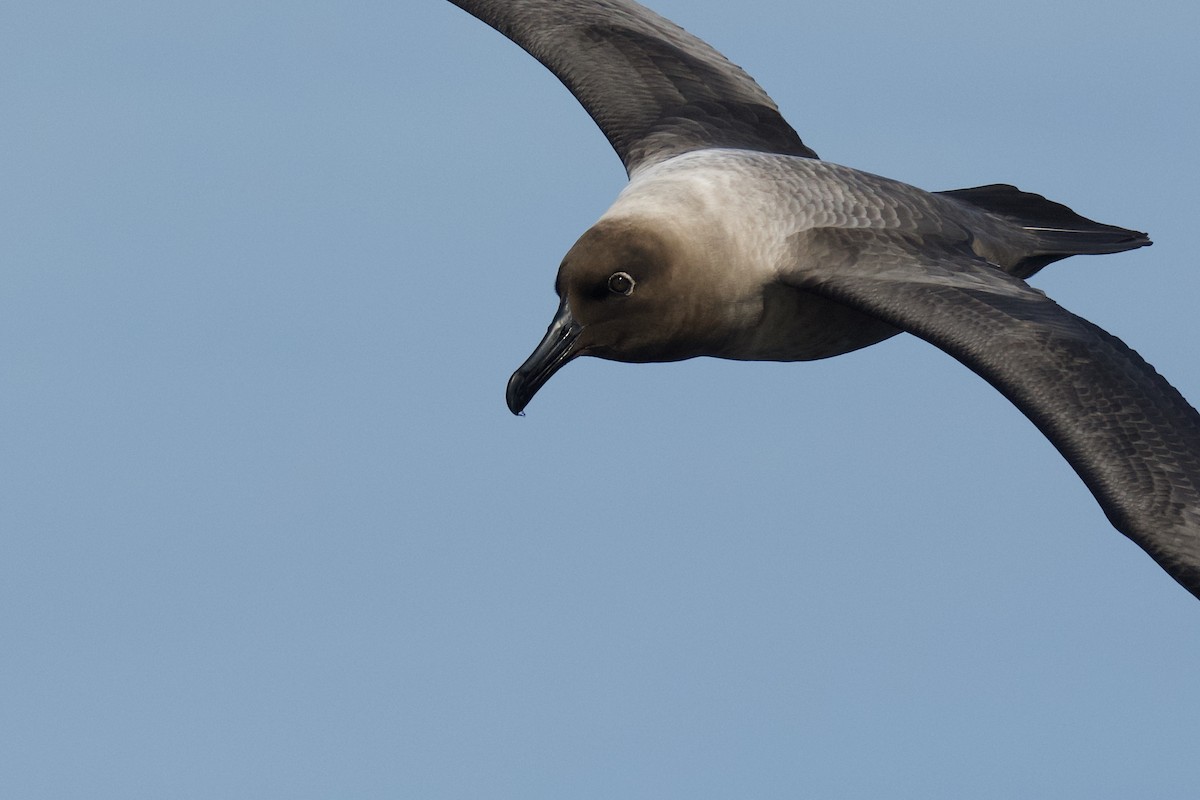 Graumantelalbatros - ML364839561