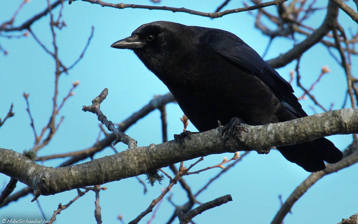 American Crow - ML36484031