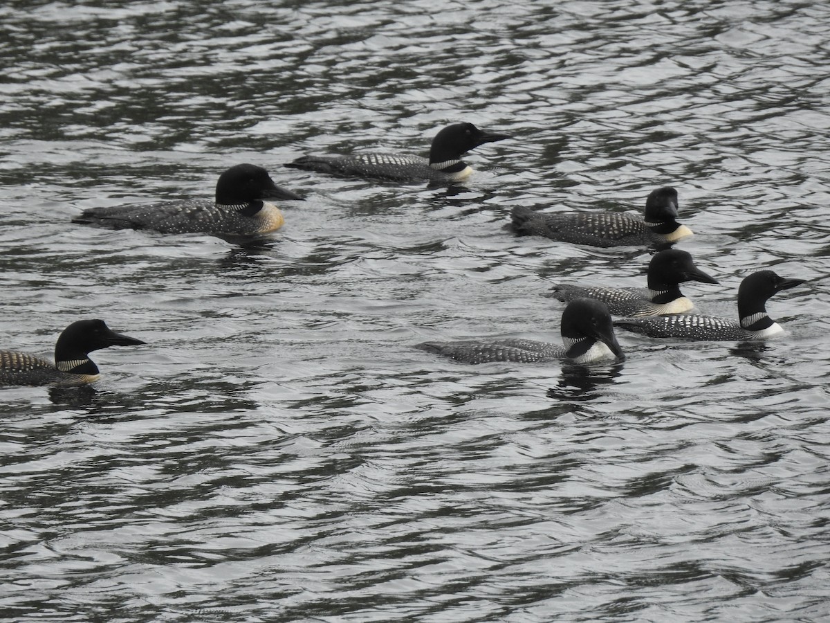Common Loon - ML364840791