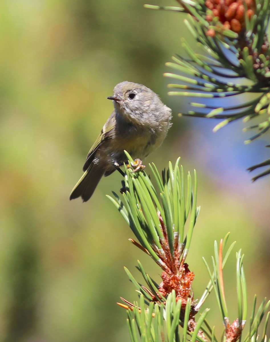 Ruby-crowned Kinglet - Anonymous