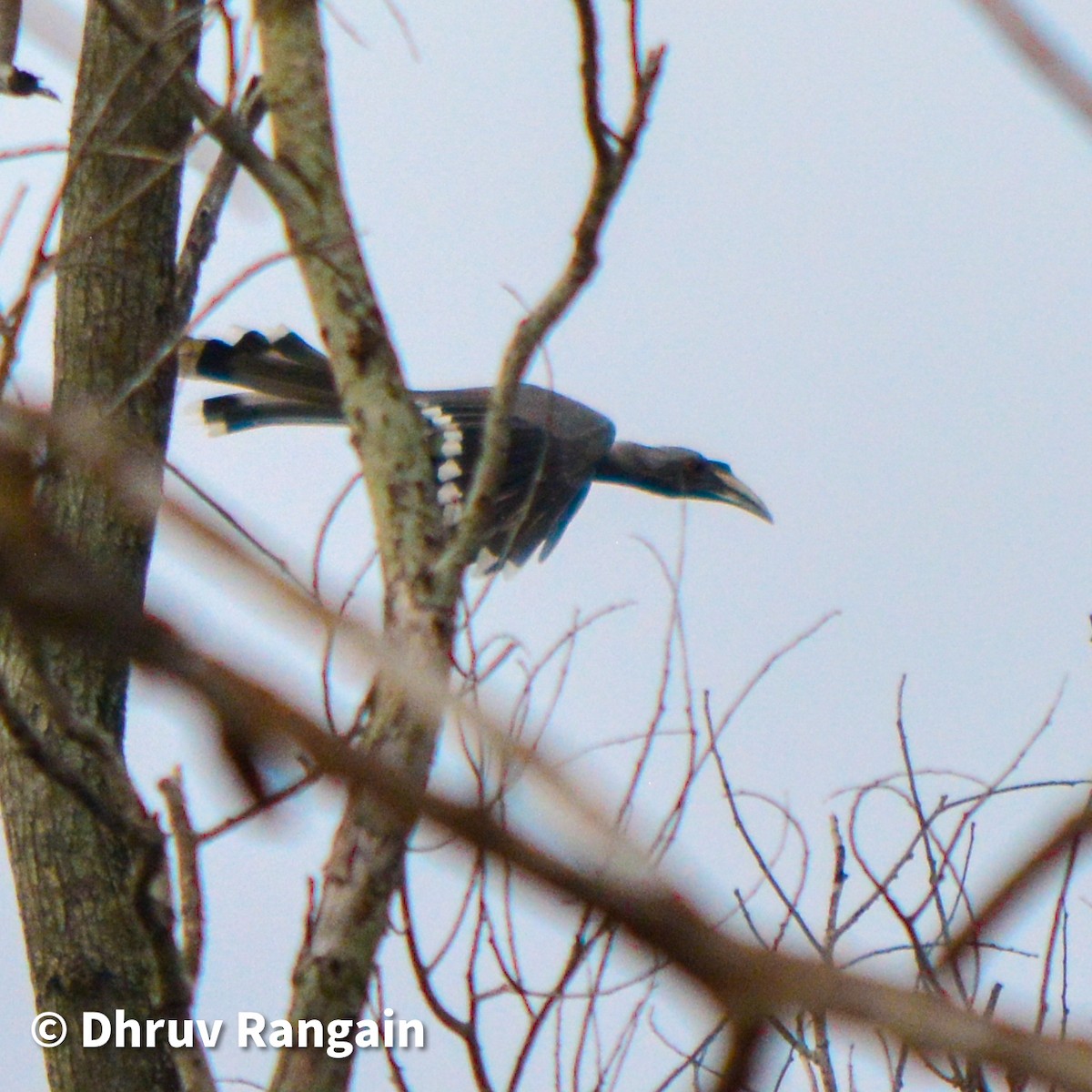 Indian Gray Hornbill - ML364841601
