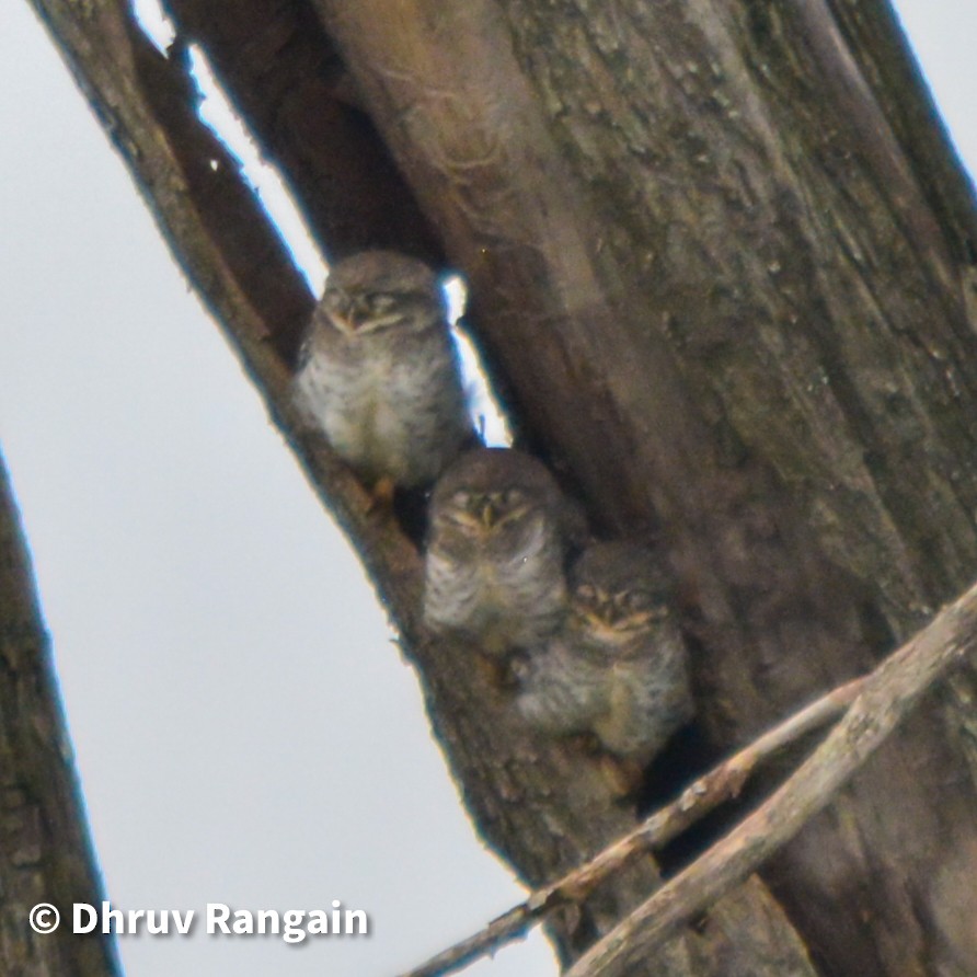 Spotted Owlet - ML364841641
