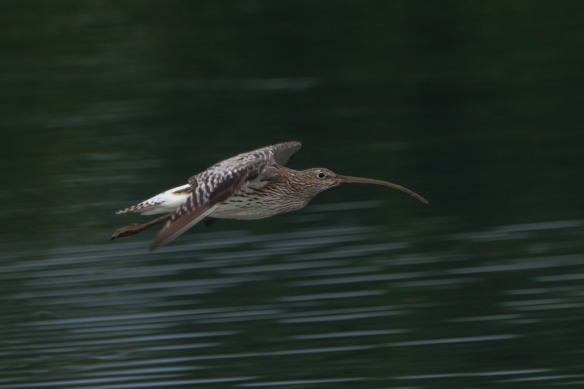 Eurasian Curlew - ML364842451