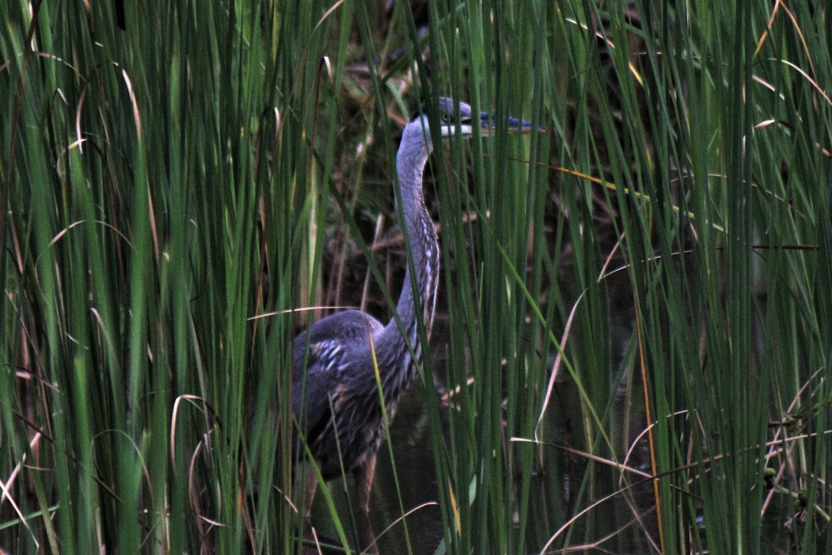 Great Blue Heron - ML364842951