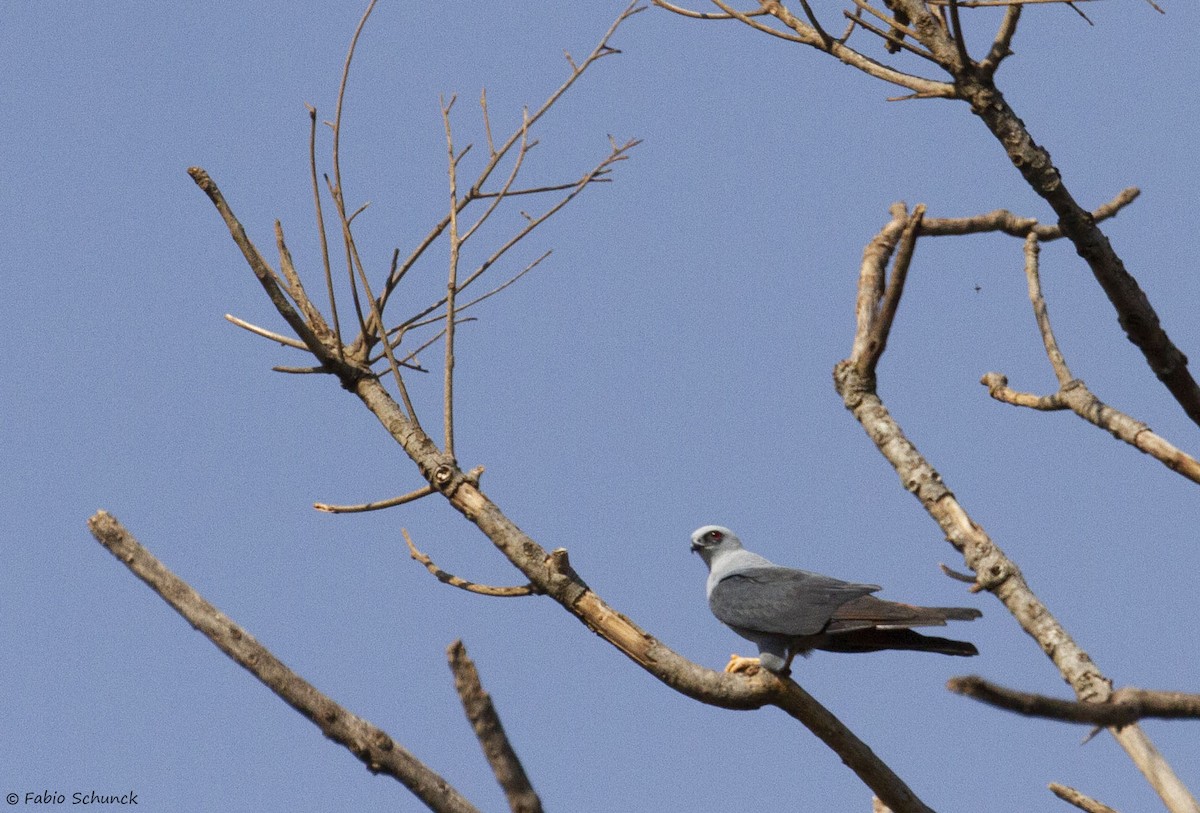 Plumbeous Kite - ML364843791