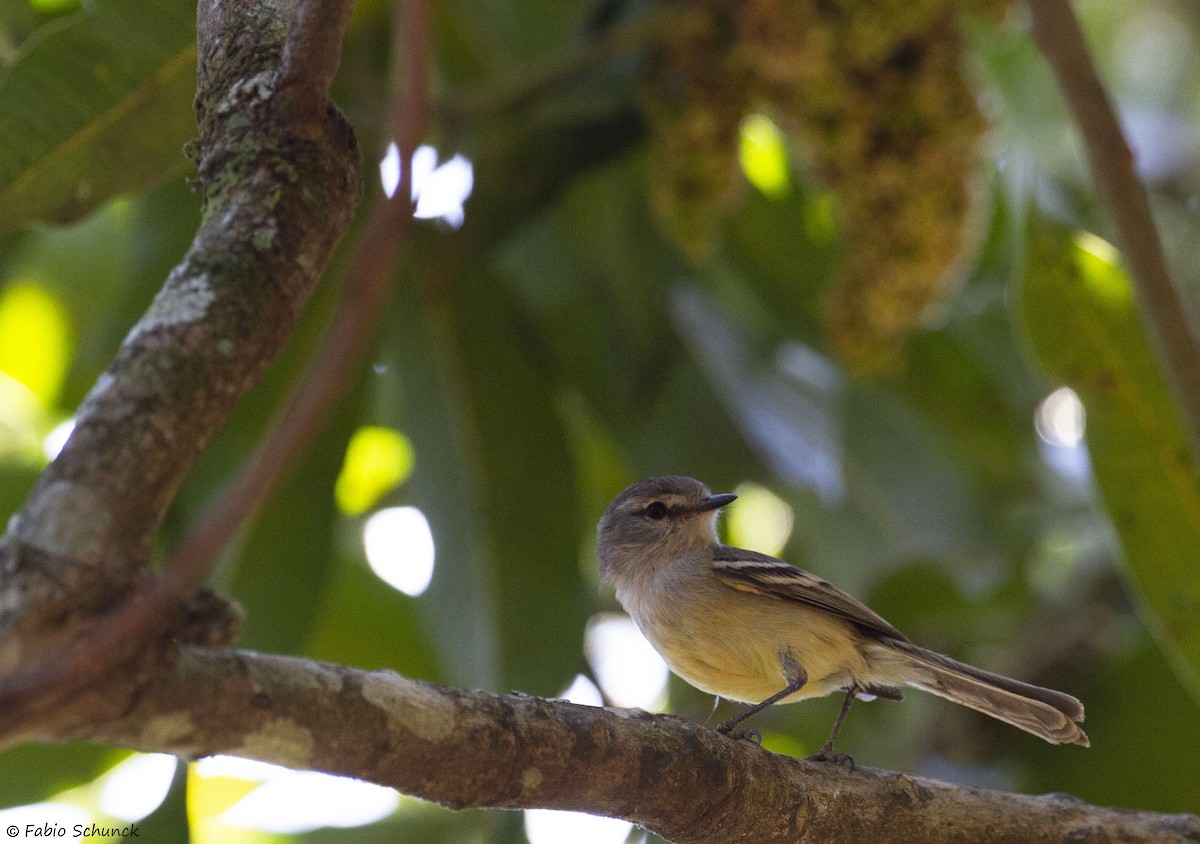 White-crested Tyrannulet (Sulphur-bellied) - ML364844031