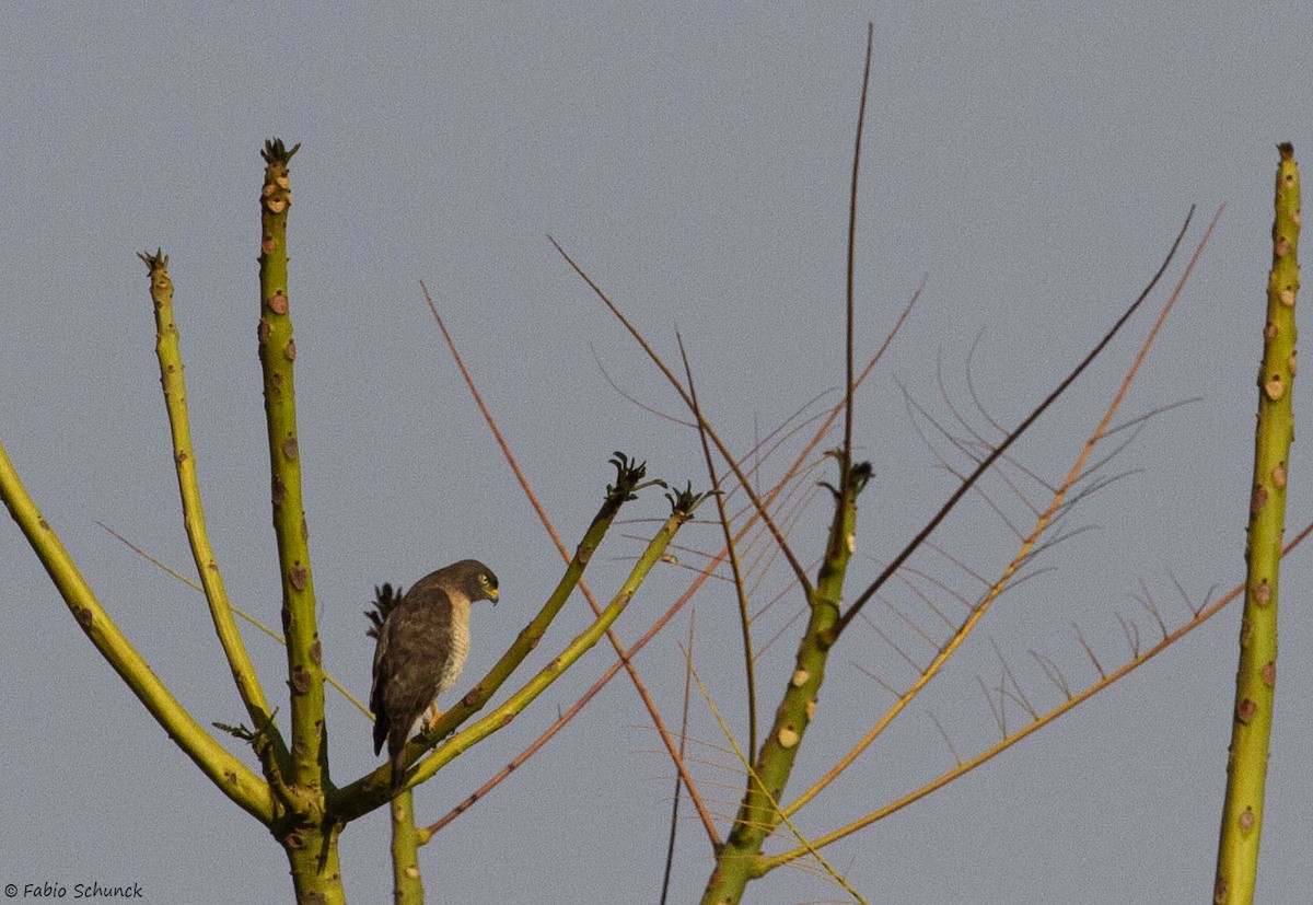 Roadside Hawk - ML364844051