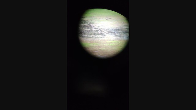 太平洋金斑鴴 - ML364844161