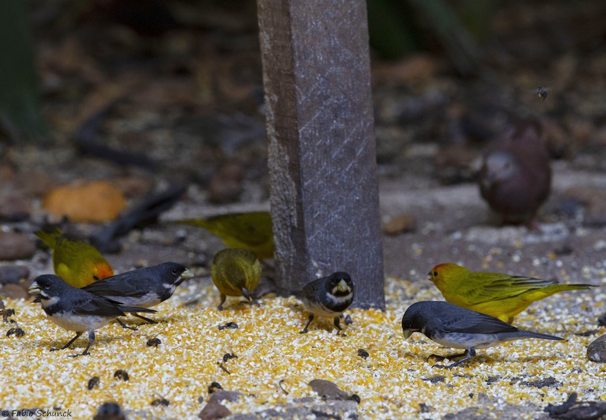 Double-collared Seedeater - ML364844401