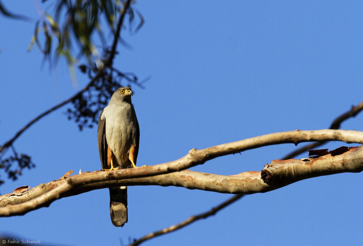 Bicolored Hawk - ML364844491