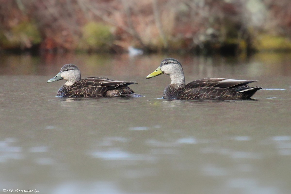 American Black Duck - ML36484451