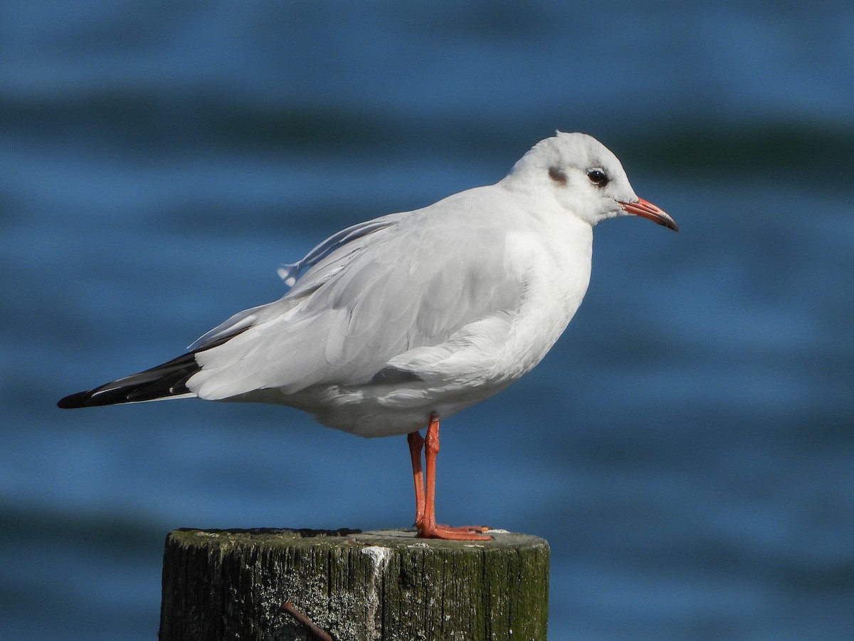 Black-headed Gull - Aitor Zabala