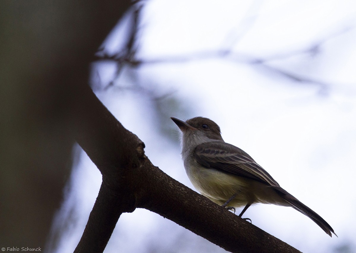 Swainson's Flycatcher - Fabio Schunck