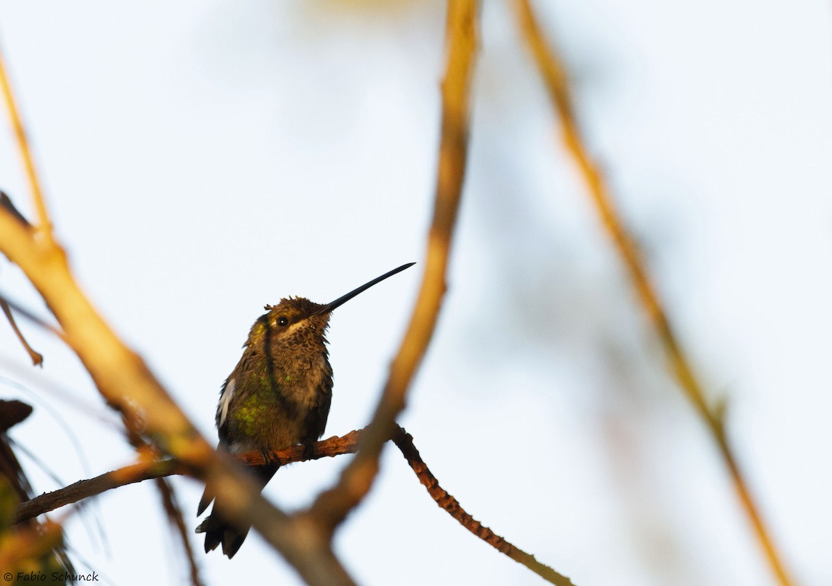 kolibřík fialovolímcový - ML364845381