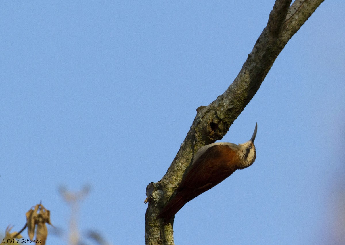 Narrow-billed Woodcreeper - ML364845581