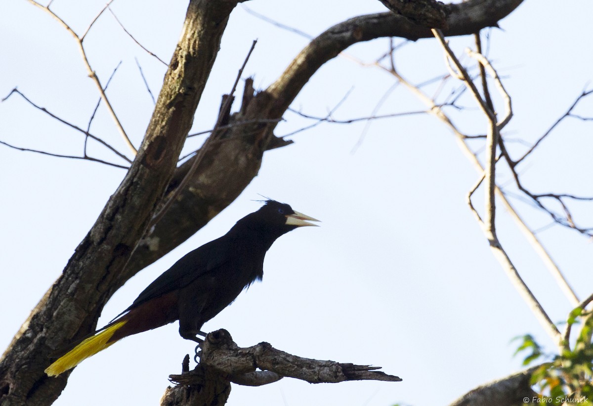 Crested Oropendola - Fabio Schunck