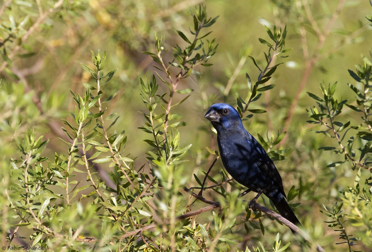 Ultramarine Grosbeak - ML364846541