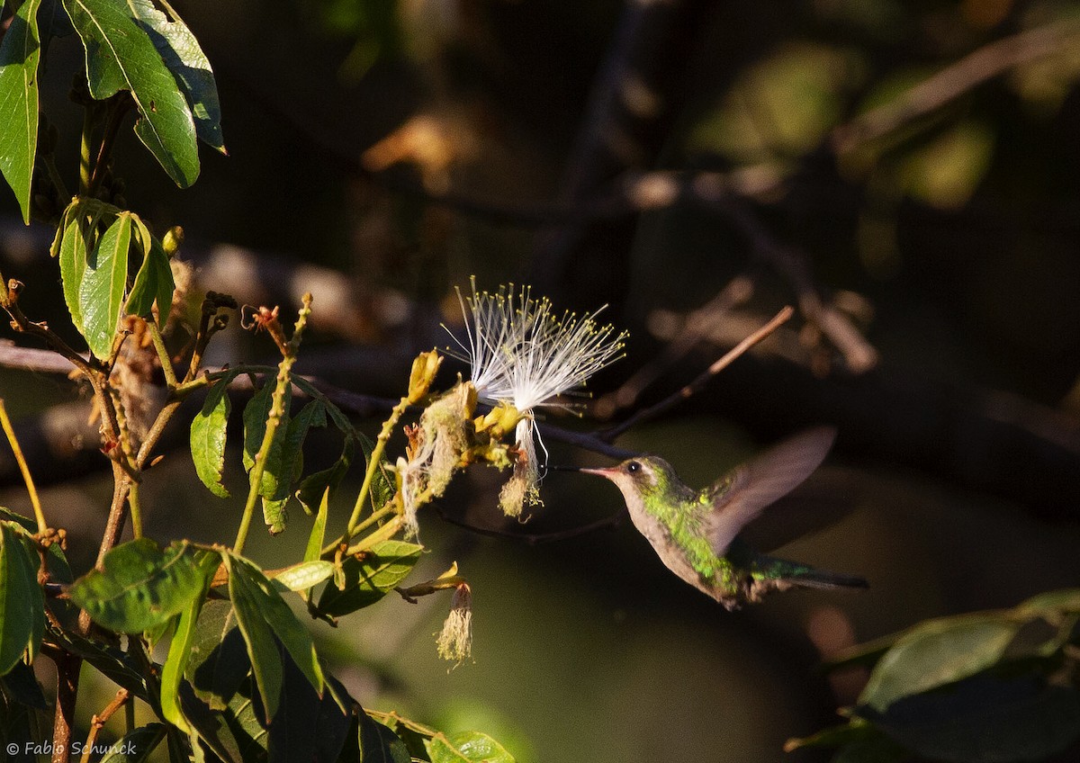 Glittering-bellied Emerald - ML364846611