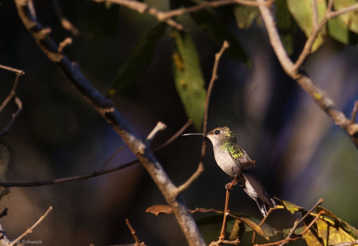 Fork-tailed Woodnymph - ML364846641