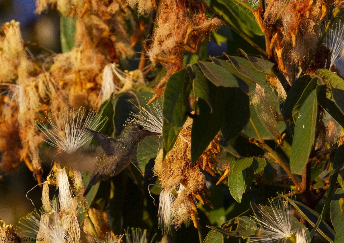 Gilded Hummingbird - Fabio Schunck