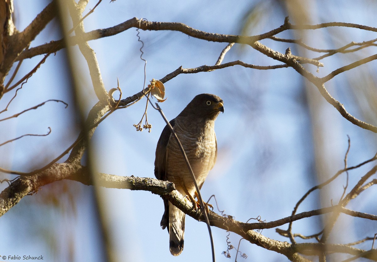 Roadside Hawk - Fabio Schunck