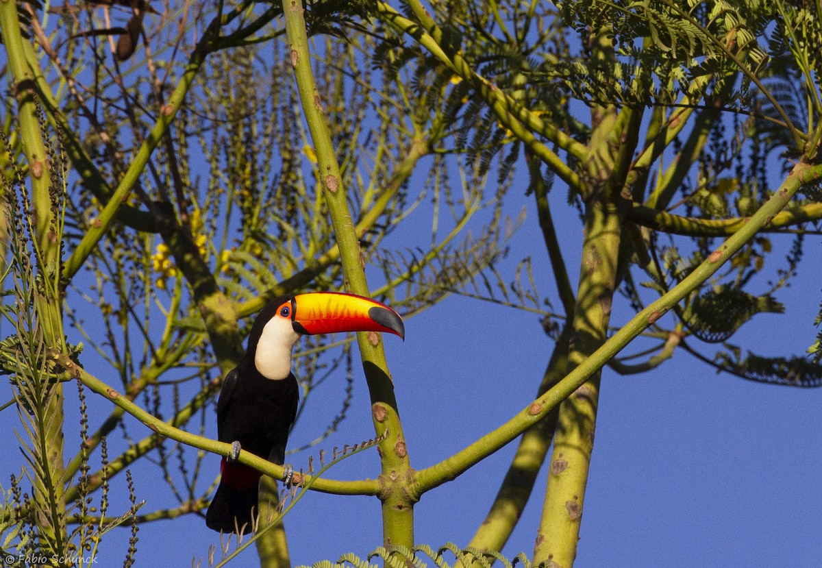 Toco Toucan - Fabio Schunck