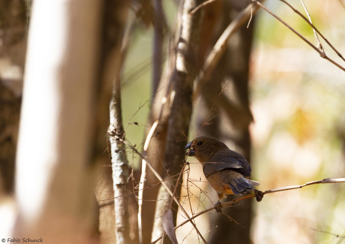 Chestnut-bellied Seed-Finch - Fabio Schunck