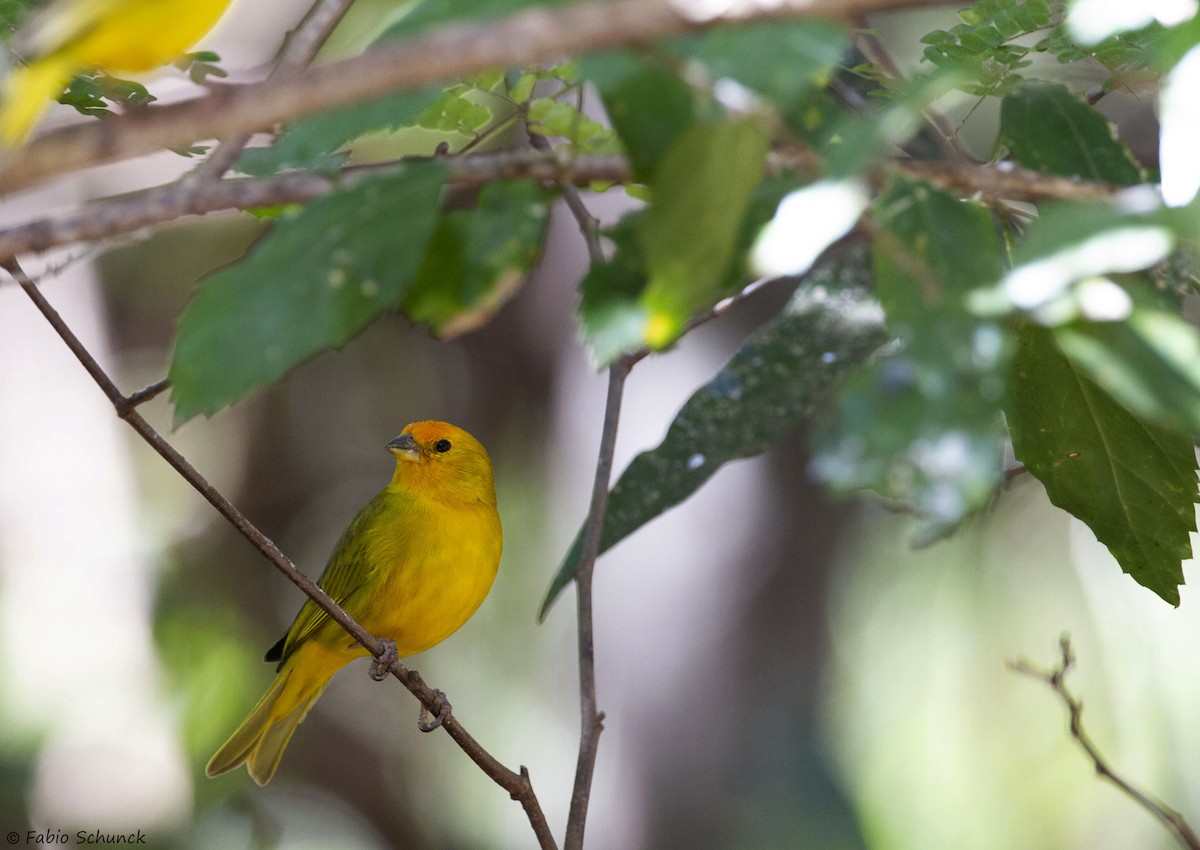 Saffron Finch - ML364848311