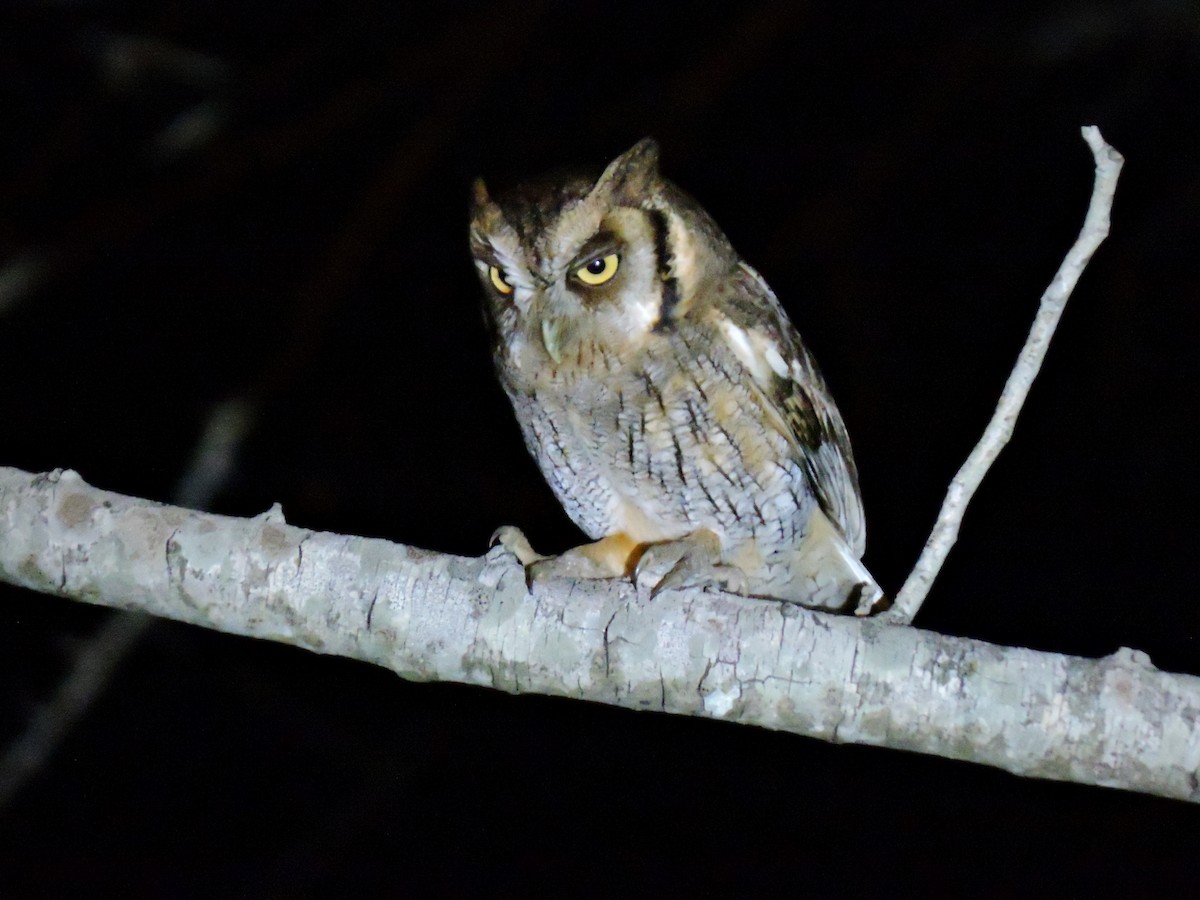 Tropical Screech-Owl - ML364848361