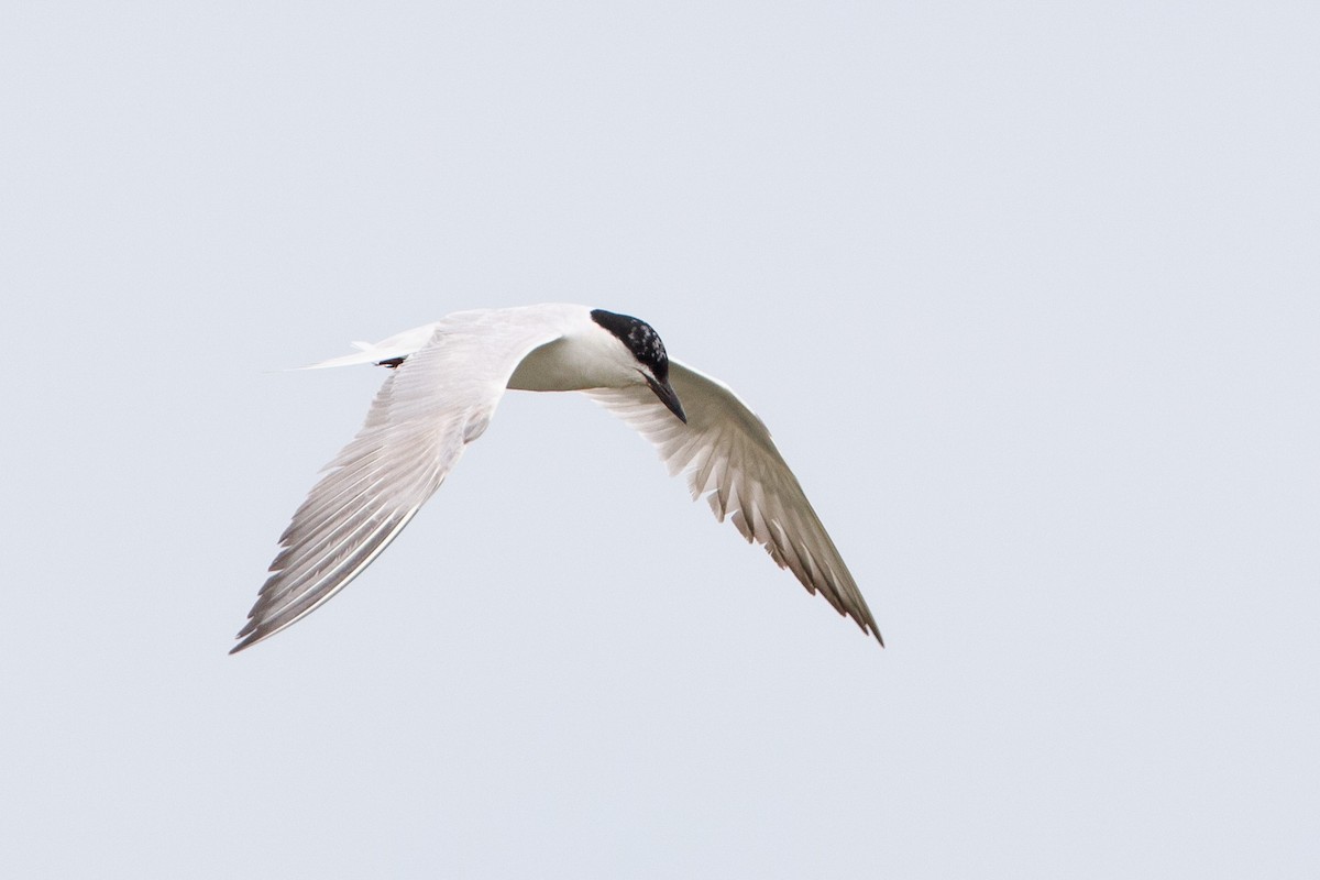 ハシブトアジサシ - ML364848371