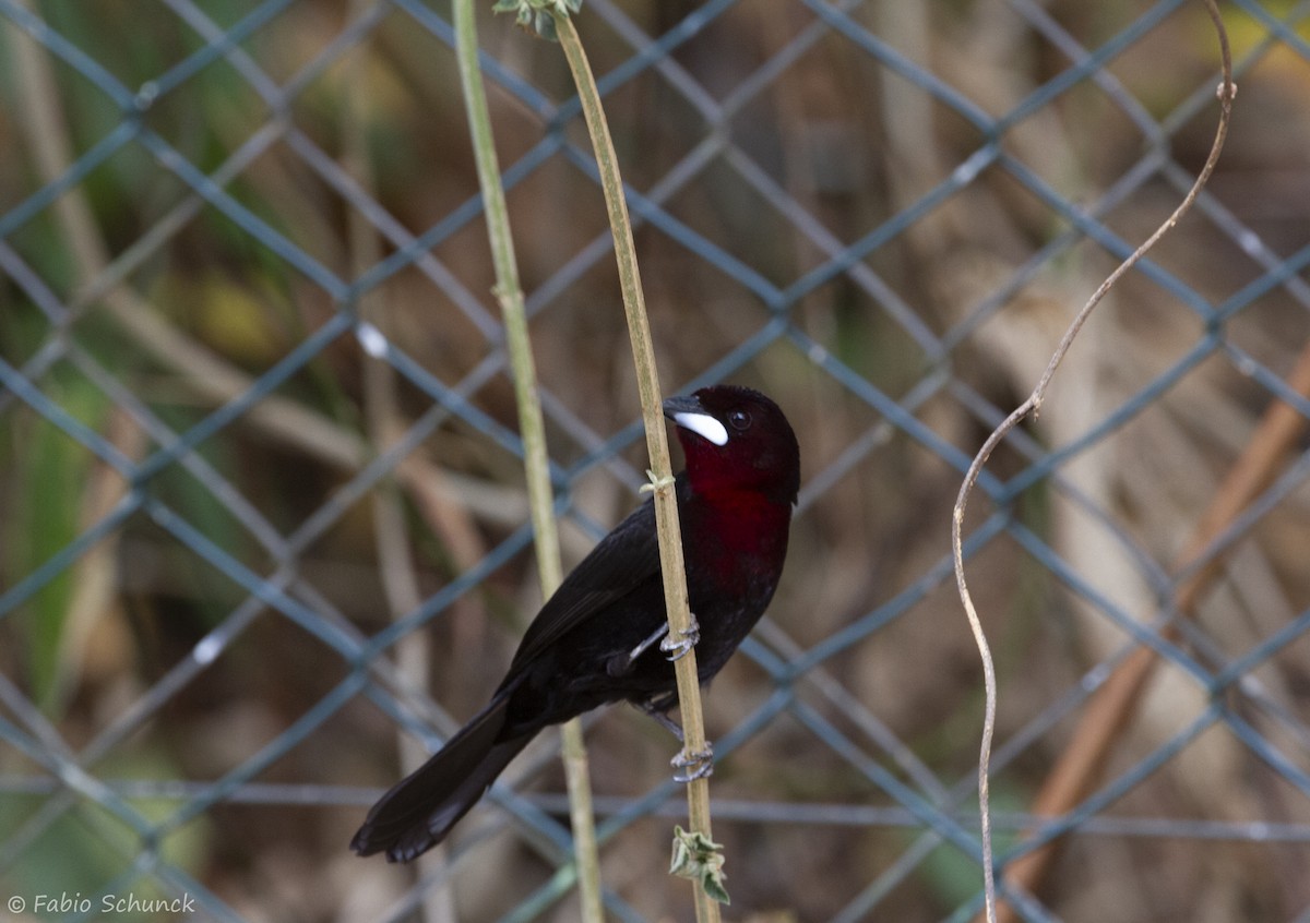 Silver-beaked Tanager - Fabio Schunck