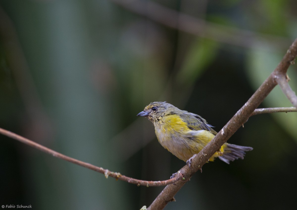 Purple-throated Euphonia - ML364849641