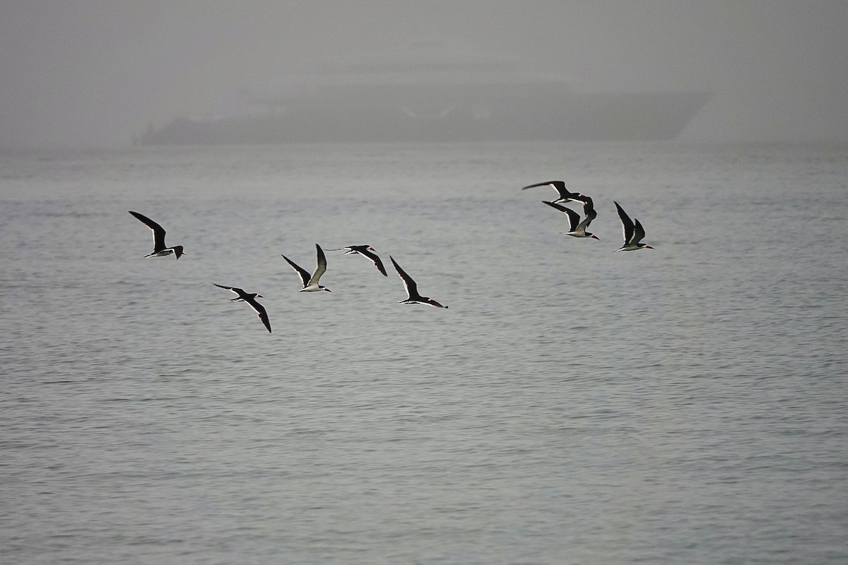 Black Skimmer - ML364849781