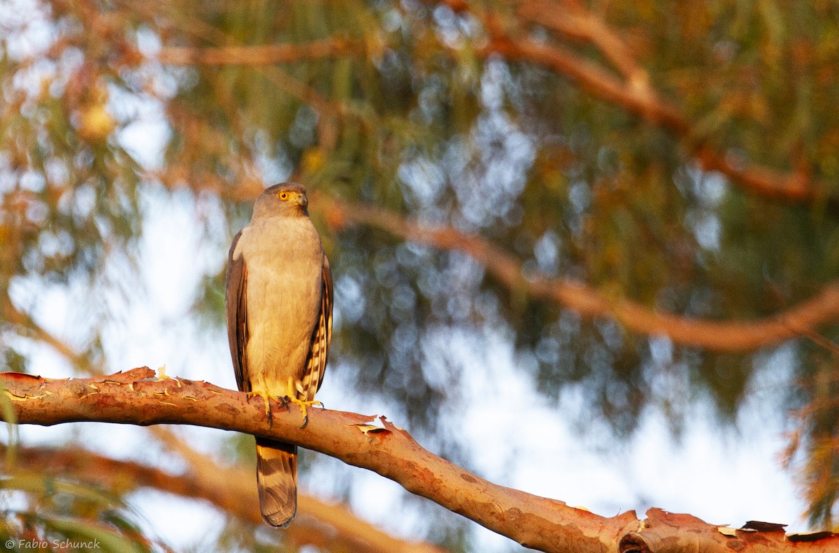 Bicolored Hawk - ML364850941