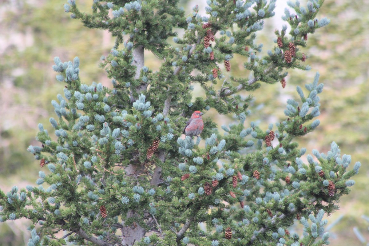 Pine Grosbeak - Autumn Costelle