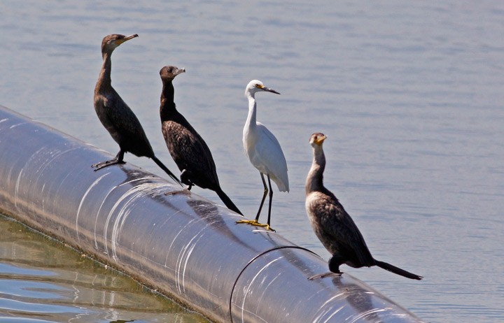 Neotropic Cormorant - Kris Petersen