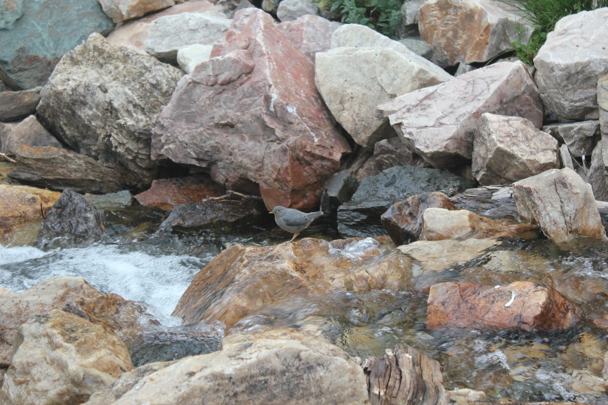 American Dipper - ML364854371